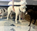 Small #5 Great Pyrenees