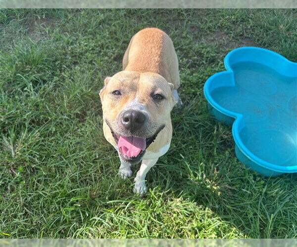 Medium Photo #2 Labrador Retriever-Unknown Mix Puppy For Sale in Ocala, FL, USA