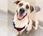 Small #2 Mastador