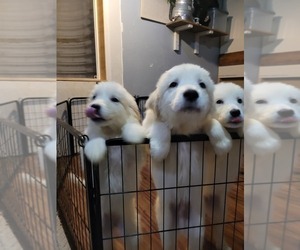 Great Pyrenees Puppy for sale in FOUNTAIN, CO, USA