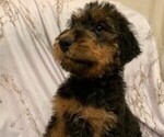 Puppy 8 Airedale Terrier