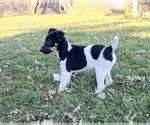 Small #3 Fox Terrier (Smooth)