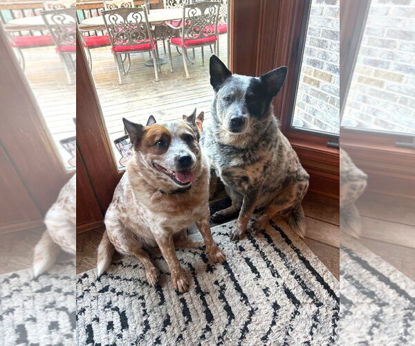 Medium Photo #1 Mutt Puppy For Sale in Wheaton, IL, USA