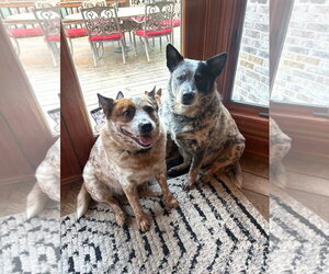 Mutt Dogs for adoption in Wheaton, IL, USA