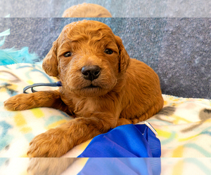 Goldendoodle (Miniature) Puppy for sale in ROY, UT, USA