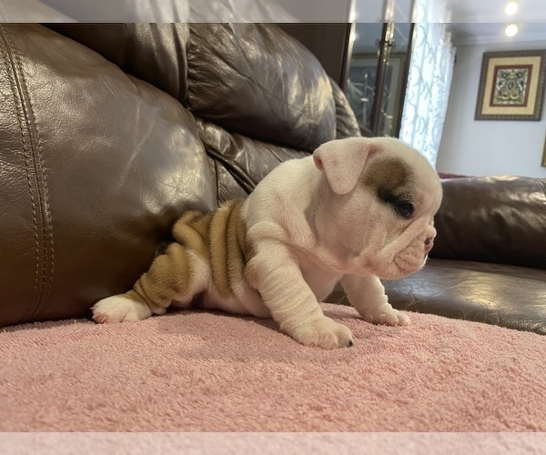 Medium Photo #1 Bulldog Puppy For Sale in WOODSTOCK, GA, USA