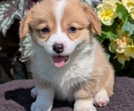 Small #8 Pembroke Welsh Corgi