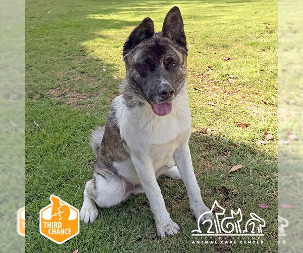 Medium Photo #1 Akita Puppy For Sale in Irvine, CA, USA