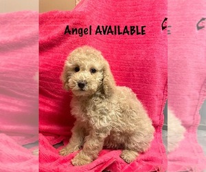 Goldendoodle (Miniature) Puppy for sale in DAYTON, VA, USA