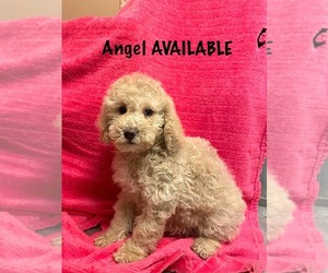 Goldendoodle (Miniature) Puppy for sale in DAYTON, VA, USA