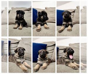 German Shepherd Dog Puppy for sale in ERIE, PA, USA