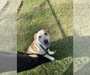 Australian Shepherd-Unknown Mix Dogs for adoption in Low Moor, VA, USA