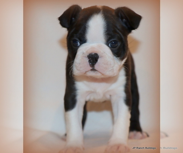 Medium Photo #2 Boston Terrier Puppy For Sale in WINNSBORO, TX, USA