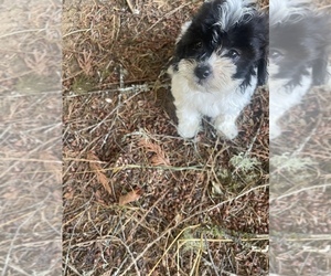 Maltipoo Dogs for adoption in VENETA, OR, USA