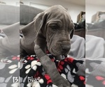 Small #3 Great Dane