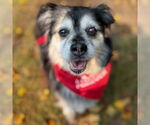 Small #6 Cocker Spaniel-Pembroke Welsh Corgi Mix