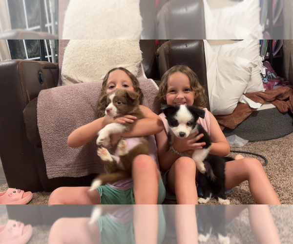 Medium Photo #7 Australian Shepherd Puppy For Sale in JAY, OK, USA
