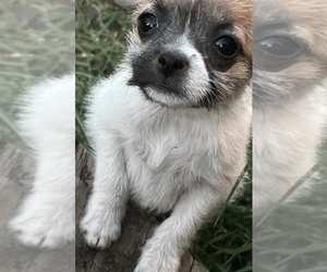 Jack Chi Dog for Adoption in OAKLEY, California USA