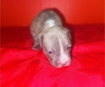 Small Photo #15 American Pit Bull Terrier Puppy For Sale in TRENTON, NJ, USA