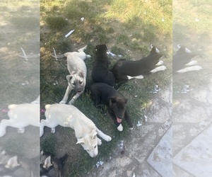 Cane Corso-Siberian Husky Mix Puppy for sale in RANCHO CUCAMONGA, CA, USA