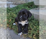 Small Photo #16 Tibetan Terrier Puppy For Sale in WATERLOO, NY, USA