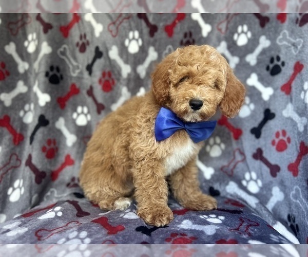 Medium Photo #3 Poodle (Miniature) Puppy For Sale in LAKELAND, FL, USA