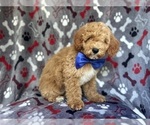 Small #2 Poodle (Miniature)