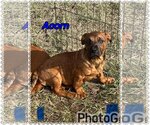 Small Photo #4 Basset Hound-Boxer Mix Puppy For Sale in Des Moines, IA, USA