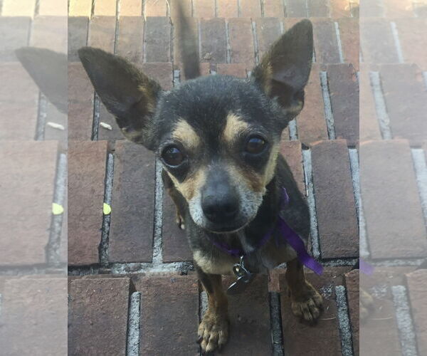Medium Photo #7 Chihuahua Puppy For Sale in Pacolet, SC, USA