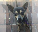Small #6 Chihuahua