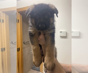 German Shepherd Dog Puppy for sale in FOREST HILLS, NY, USA
