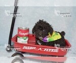Small #9 Poodle (Toy)