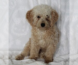 Goldendoodle (Miniature) Puppy for sale in FREDERICKSBURG, OH, USA