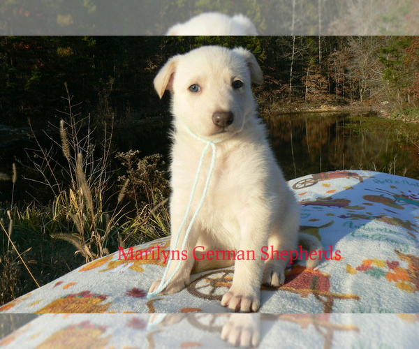 Medium Photo #5 German Shepherd Dog Puppy For Sale in PIEDMONT, MO, USA