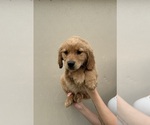 Puppy Rocky Golden Retriever