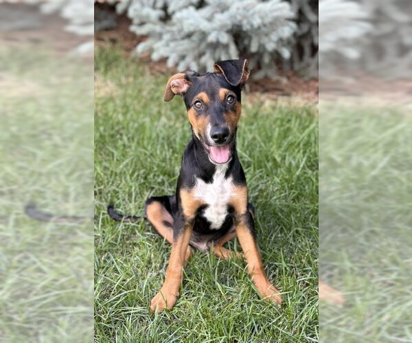 Medium Photo #1 Mutt Puppy For Sale in Sandy, UT, USA