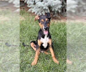 Mutt Dogs for adoption in Sandy, UT, USA