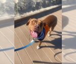 Small Photo #3 American Pit Bull Terrier Puppy For Sale in Santa Barbara, CA, USA