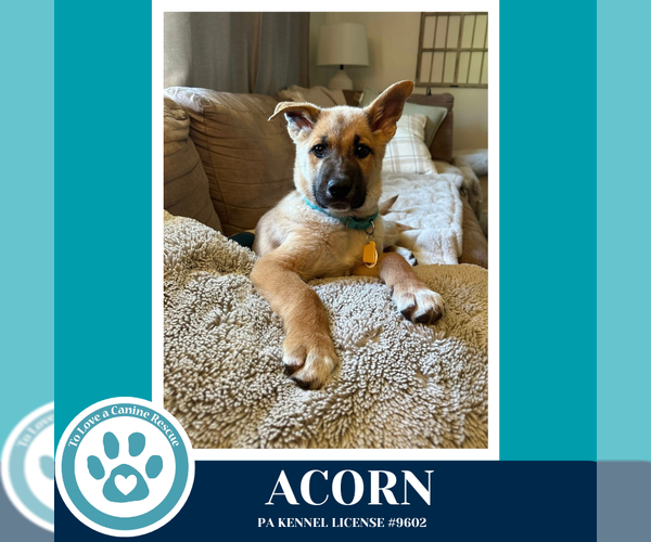 Medium Photo #3 Mutt Puppy For Sale in Kimberton, PA, USA