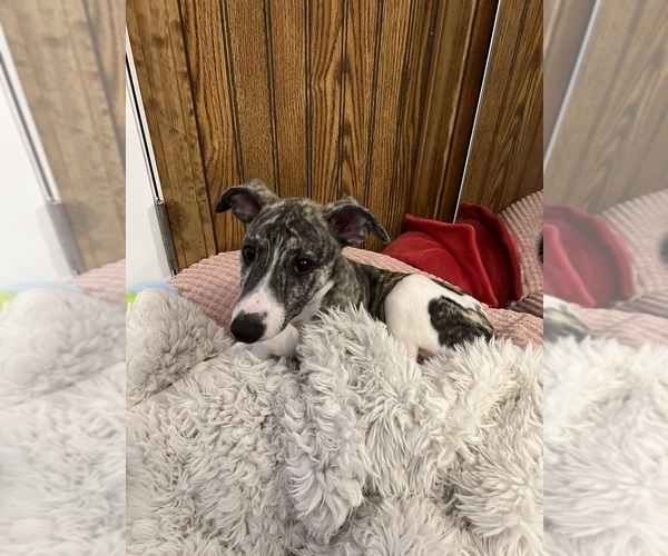 Medium Photo #5 Whippet Puppy For Sale in SOUTH SIOUX CITY, NE, USA