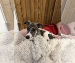 Small #4 Whippet