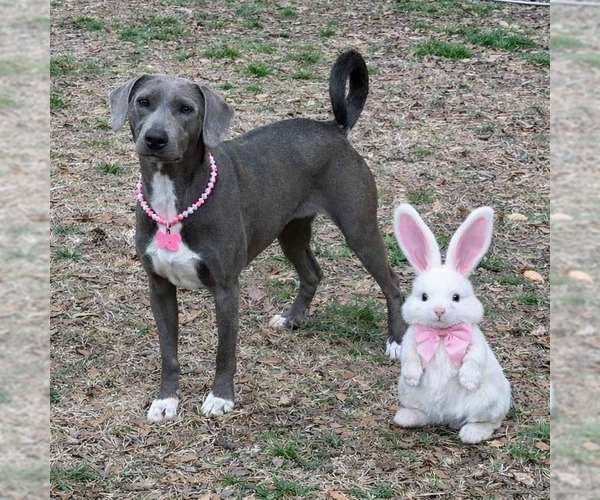 Medium Photo #3 Weimaraner Puppy For Sale in Yardley, PA, USA