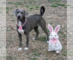 Small #2 Weimaraner