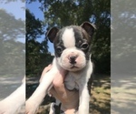 Puppy Pup6 Druscilla Boston Terrier