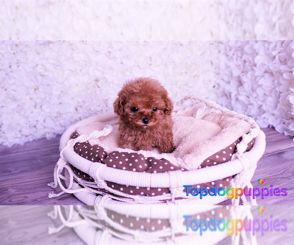 Medium Photo #4 Poodle (Toy) Puppy For Sale in FULLERTON, CA, USA