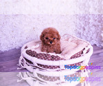 Small Photo #4 Poodle (Toy) Puppy For Sale in FULLERTON, CA, USA
