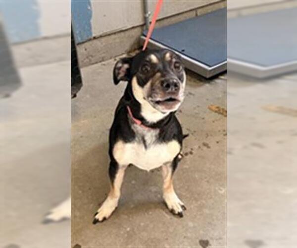 Medium Photo #1 Chihuahua-Unknown Mix Puppy For Sale in Camarillo, CA, USA