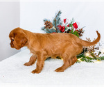 Small Photo #57 Cavalier King Charles Spaniel Puppy For Sale in WAKARUSA, IN, USA