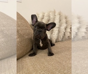 French Bulldog Puppy for sale in HOLLYWOOD, FL, USA