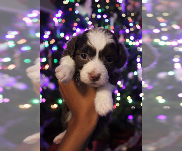 Medium Photo #1 Poovanese Puppy For Sale in LOUISVILLE, KY, USA